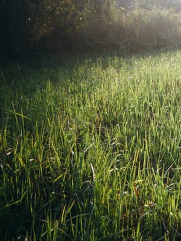 Ein grüner, gesunder Rasen ohne Maulwurfshügel dank des Maulwurschrecks von windif. Tschüss Maulwurf.